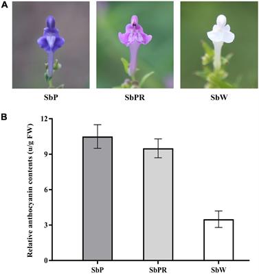 Metabolomic and Transcriptomic Profiling Uncover the Underlying Mechanism of Color Differentiation in Scutellaria baicalensis Georgi. Flowers